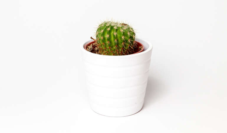 Houseplants of the Month August: Cacti