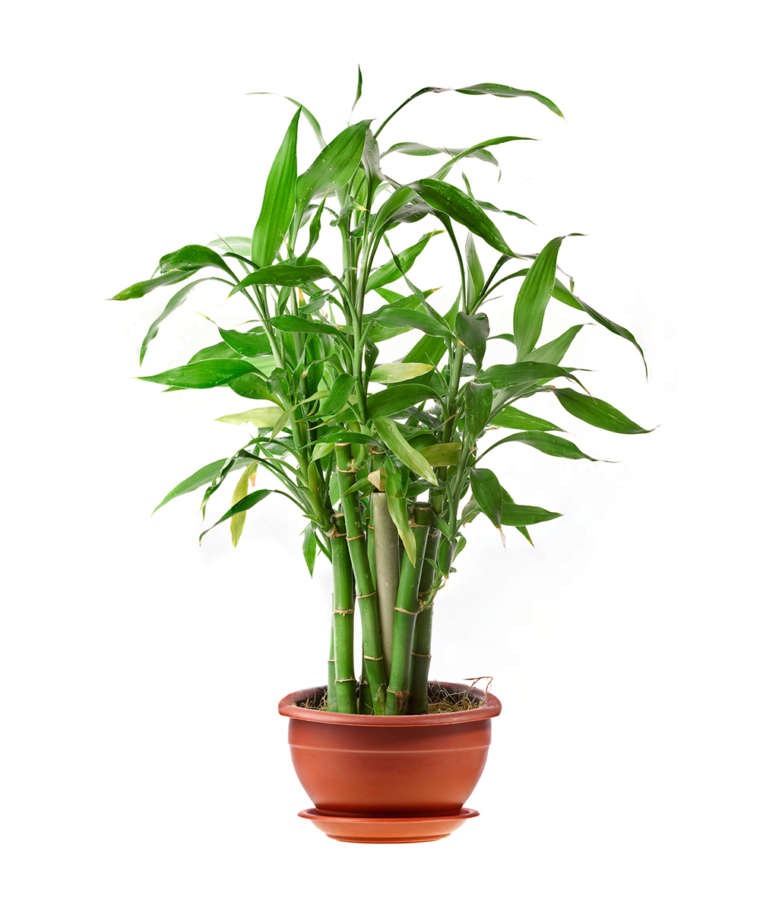 Reed palm – Indoor Plants. Deliverance, Maintenance and Rent.